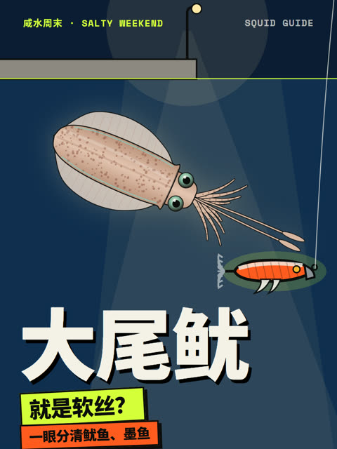 大尾鱿、软丝、鱿鱼、墨鱼，一眼分清