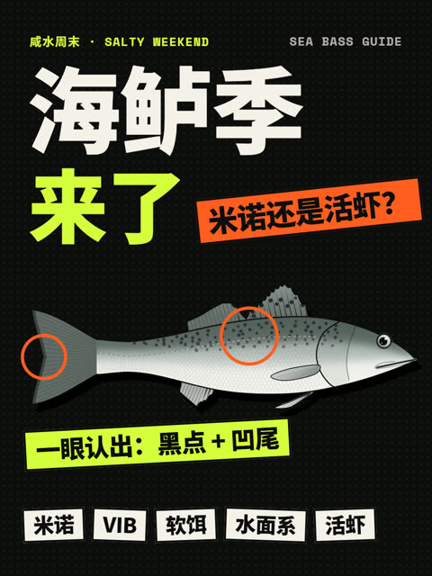 海鲈季来了！米诺还是活虾？